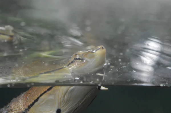 Schildkröte im Becken — Stockfoto