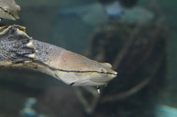 Schildkröte im Becken — Stockfoto