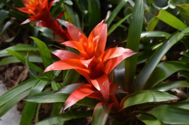 Bromeliad bahçede.