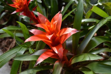 Bromeliad bahçede.