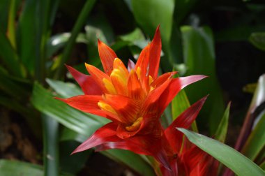 Bromeliad bahçede.