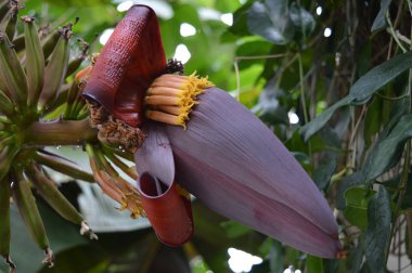 Bir muz ağacı Mor çiçek