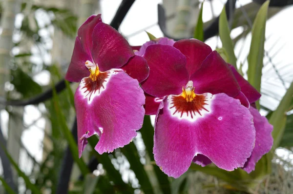 En orkidé — Stockfoto