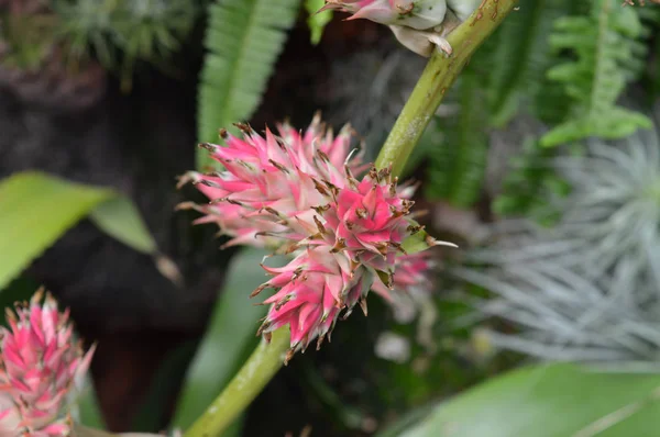 Bromélia no jardim — Fotografia de Stock