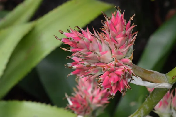 Bromeliad στον κήπο — Φωτογραφία Αρχείου