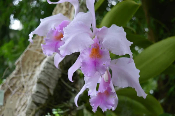 Orchidea kwiat — Zdjęcie stockowe