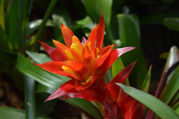 Bromélie dans le jardin — Photo