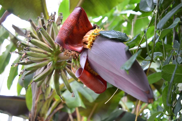 Fioletowy kwiat bananowca — Zdjęcie stockowe