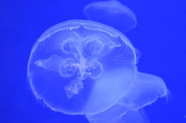 Beyaz bir deniz anası