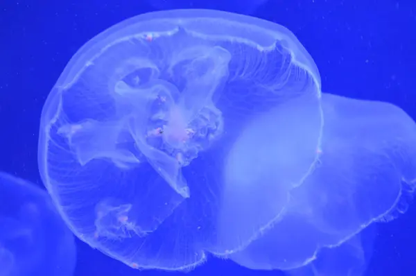 Biały Jellyfish — Zdjęcie stockowe