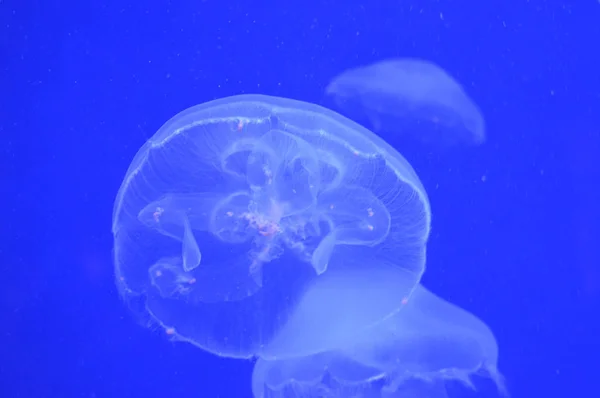 Egy fehér medúza — Stock Fotó