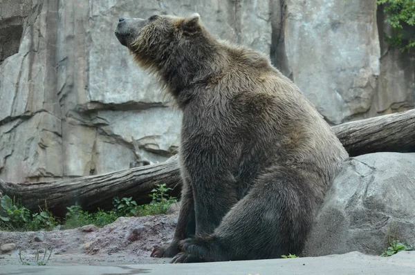 Un orso grizzly — Foto Stock