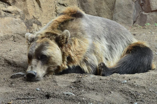 Un orso grizzly — Foto Stock