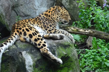 Amur leoparı