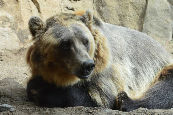 Um urso pardo — Fotografia de Stock