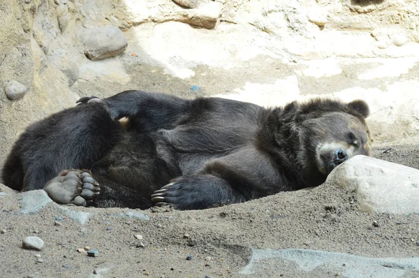 Un orso grizzly — Foto Stock