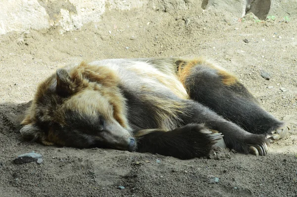 Ein Grizzlybär — Stockfoto