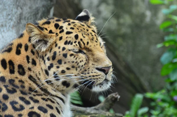 An Amur Leopard — Stock Photo, Image