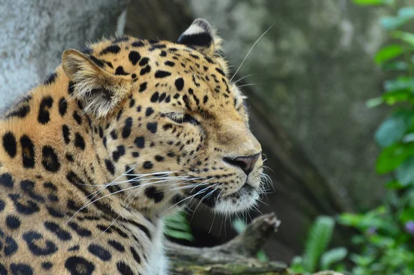 An Amur Leopard — Stock Photo, Image