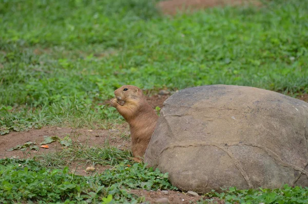 Seekor anjing padang rumput — Stok Foto