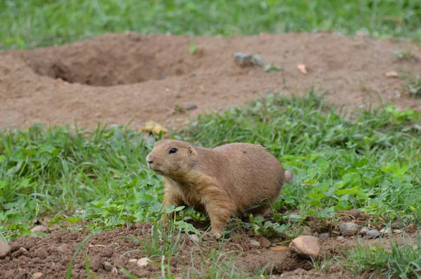 Seekor anjing padang rumput — Stok Foto