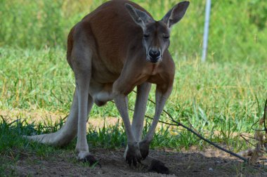 Kanguru açık havada
