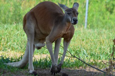 Kanguru açık havada