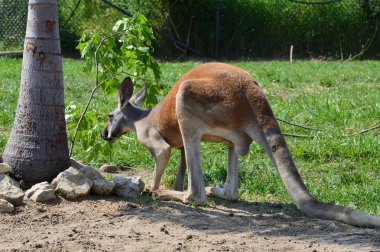 Kanguru açık havada