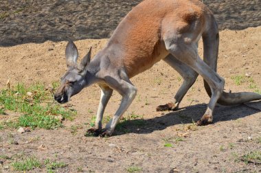 Kanguru açık havada