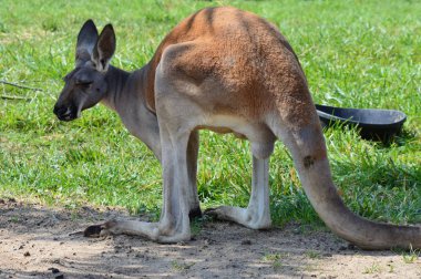 Kanguru açık havada