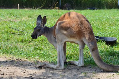 Kanguru açık havada