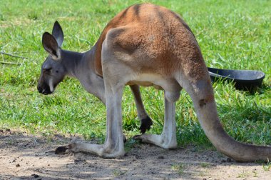 Kanguru açık havada