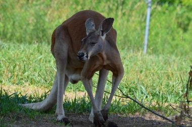Kanguru açık havada