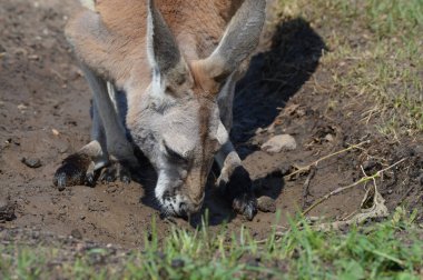 Kanguru açık havada