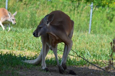 Kanguru açık havada