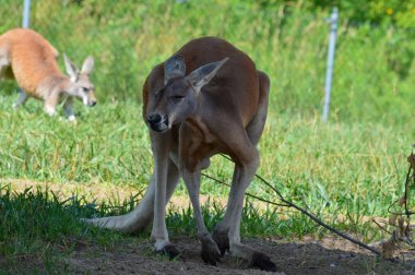 Kanguru açık havada