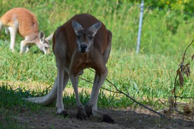 Kanguru açık havada