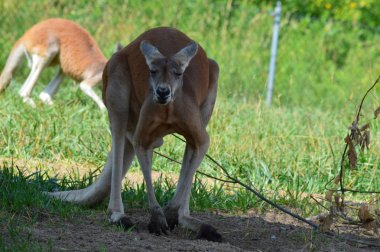 Kanguru açık havada