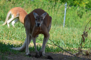 Kanguru açık havada