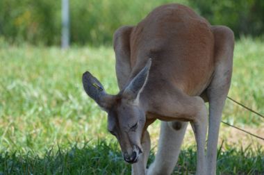 Kanguru açık havada