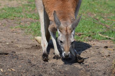 Kanguru açık havada