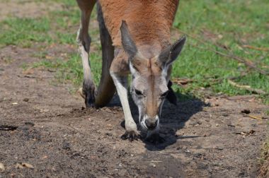 Kanguru açık havada