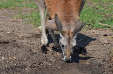 Kanguru açık havada