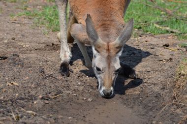 Kanguru açık havada