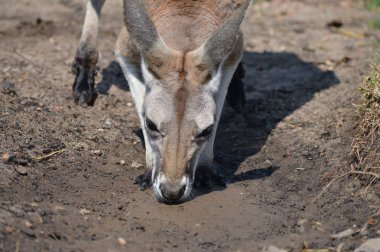 Kanguru açık havada