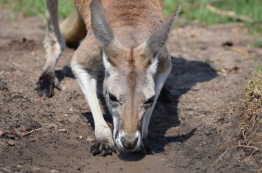 Kanguru açık havada
