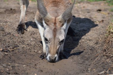 Kanguru açık havada