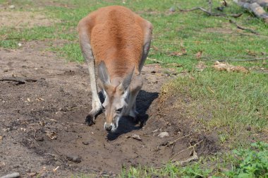 Kanguru açık havada