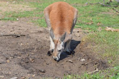Kanguru açık havada