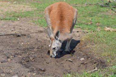Kanguru açık havada